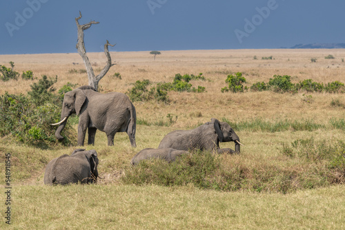 large African elephant walking through the African bush