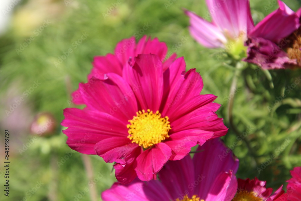 pink cosmos flowers in garden pink cosmos flowers in garden