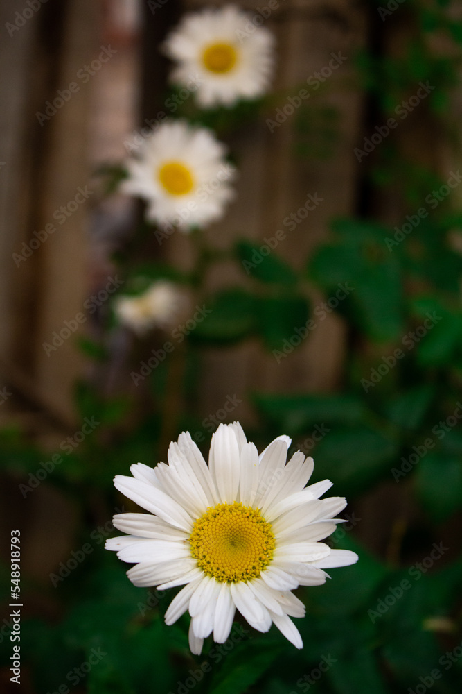 Obraz premium daisies