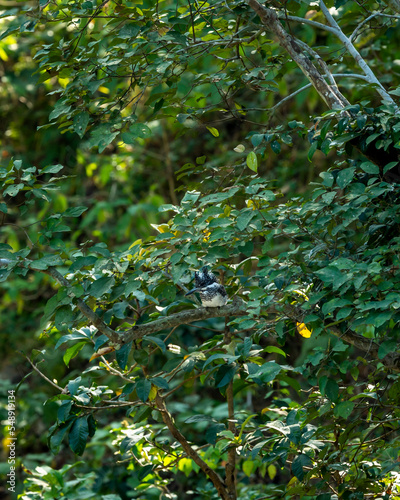 Crested kingfisher or Megaceryle lugubris large size bird perched on tree in natural green background at dhikala zone of jim corbett national park or forest uttarakhand india asia photo