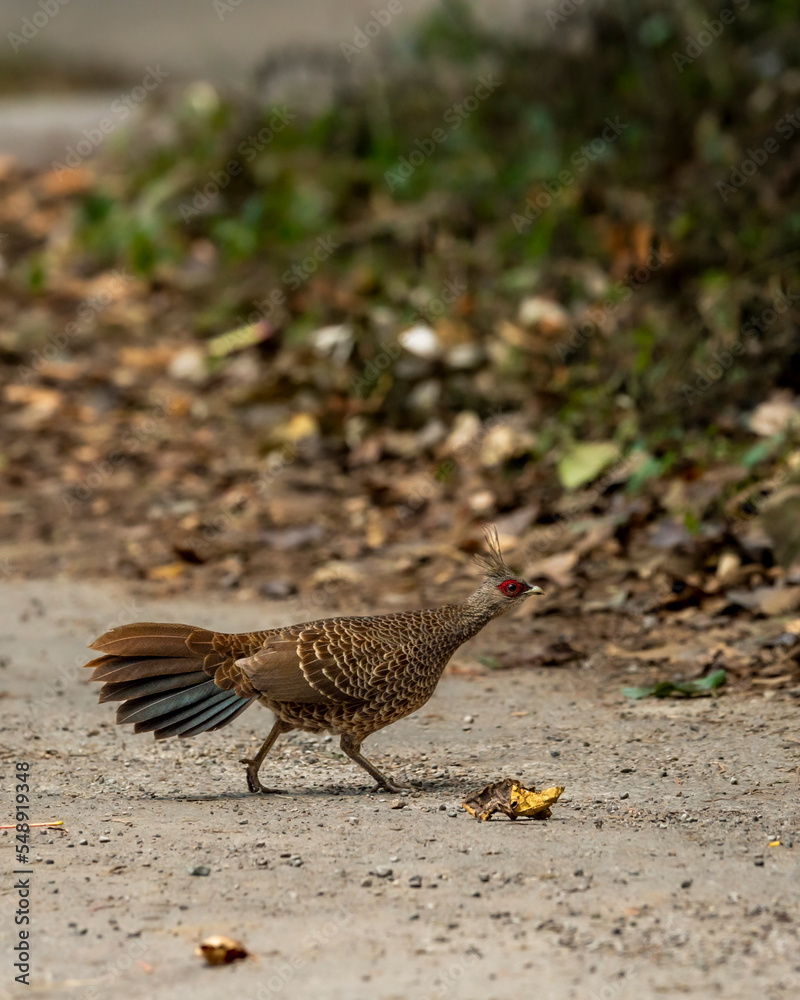 Kalij pheasant or Lophura leucomelanos female bird running on forest track at dhikala zone of jim corbett national park or tiger reserve uttarakhand india asia Kalij pheasant or Lophura leucomelanos female bird running on forest track at dhikala zone of jim corbett national park or tiger reserve uttarakhand india asia