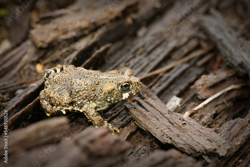 Close up of a juvenile western toad , Bufo boreas , on redwood in North California photo
