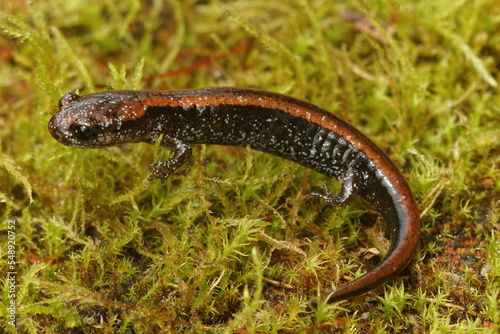 Natural closeup on a colorful red juvenile of the endangered Del Norte Salamander , Plethodon elongatus