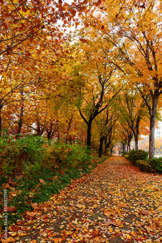 autumn in the park