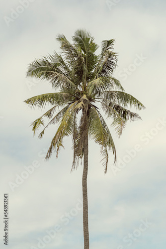 Palm tree on the background of a cloudy sky in the warm rays of the sun. Vintage style