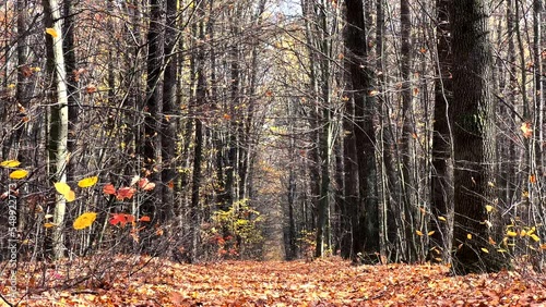 Bright colorful view of the autumn forest and leaves falling from the trees, autumn forest with fallen golden leaves closeup concept, beautiful forest landscape, road strewn with leaves in the forest 