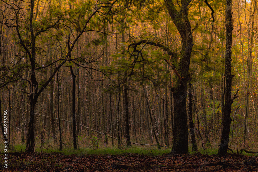 Fototapeta premium autumn in the woods with trees