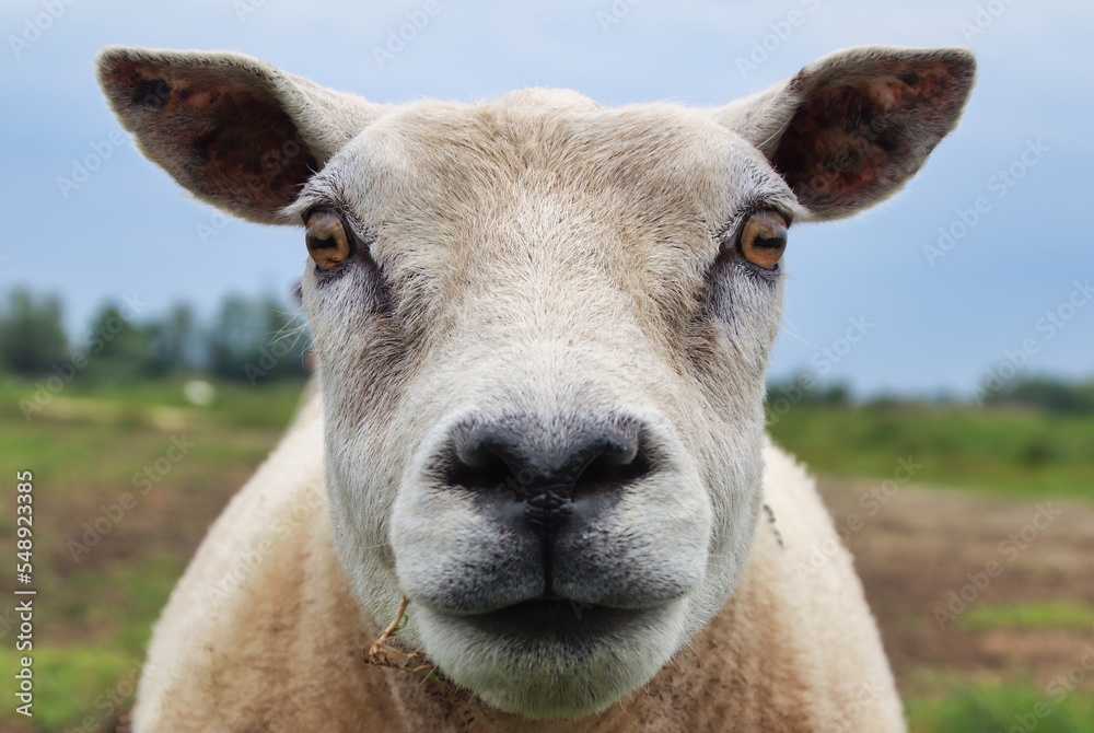 Obraz premium portrait of a sheep in a field