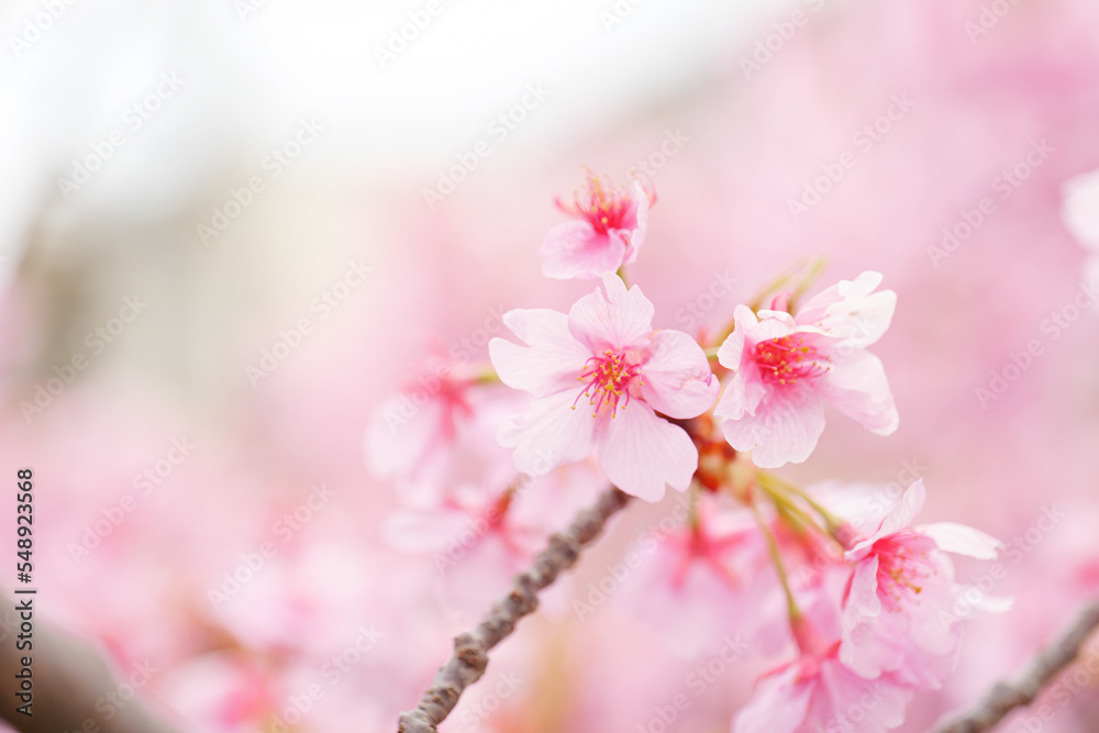 Kawazu-zakura in full bloom with beautiful pink blossoms on a rainy spring day. Kawazu-zakura in full bloom with beautiful pink blossoms on a rainy spring day.