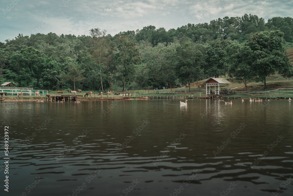 Beautiful livestock farm with lake and mountain scenery Beautiful livestock farm with lake and mountain scenery
