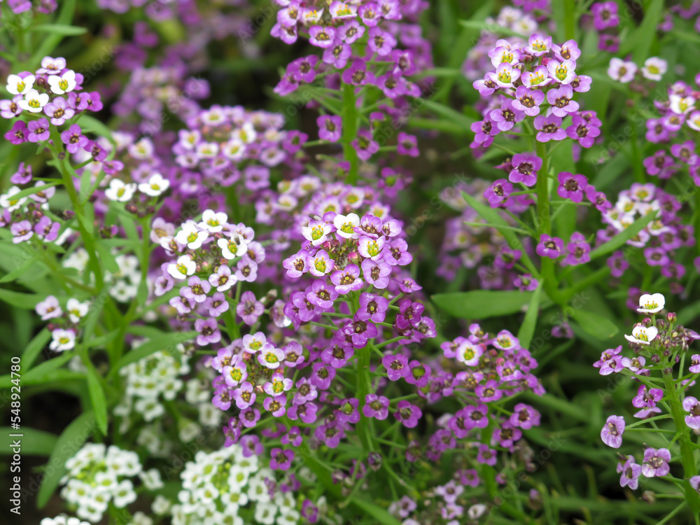 Alyssum flowers. Spring and summer flowers background texture. Natural landscape design and gardening.