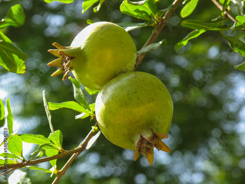 Close up of two Unripe pomegranate on tree in summer. Pomegranate Fruit Hanging On Tree with blurred background.