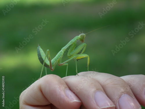 Giant Asian Green Praying Mantis on male hand. A closeup of a praying mantis.