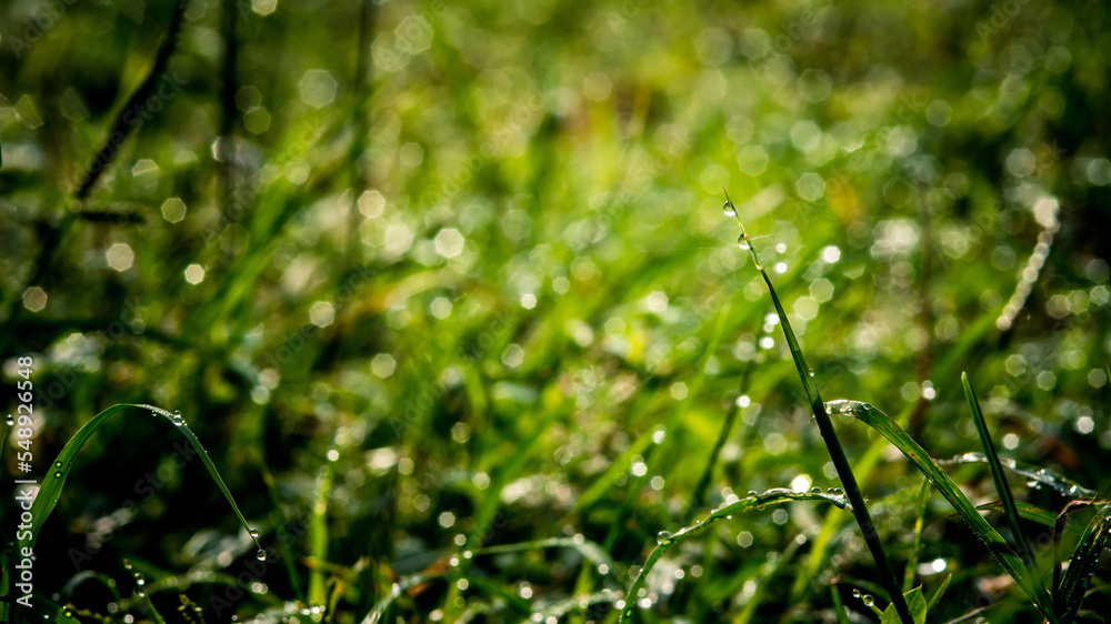 Beautiful morning of dew drops on the green grass, wonderful close-up of nature blurred background in the morning. Beautiful morning of dew drops on the green grass, wonderful close-up of nature blurred background in the morning.