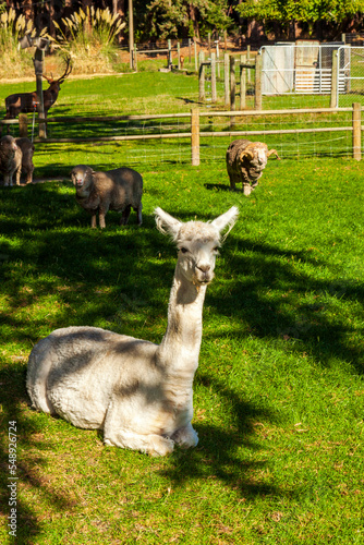 Alpaca Walter Peak High Country Farm, New Zealand photo