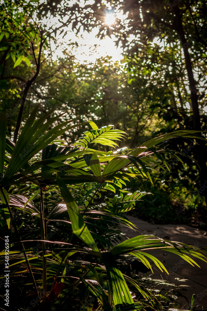 PLANTAS DE PANAMA PLANTAS DE PANAMA