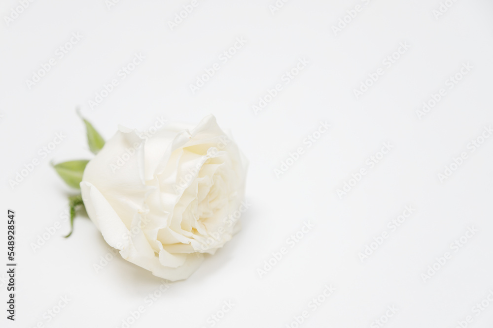 white Roses on white background white Roses on white background