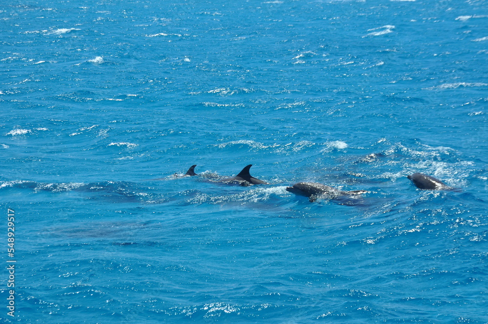 Fototapeta premium Hurghada, Egypt - 07 05 2021: Dolphins swimming in red sea - Dolphin Bay