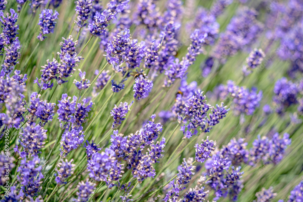 Fototapeta premium A garden of lavender flowers on summer