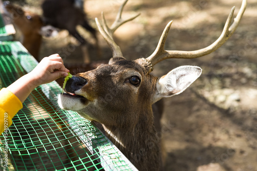 Vietnamese sika deer (Cervus nippon pseudaxis) also known as the indochinese sika deer eating carrot from child hand photo