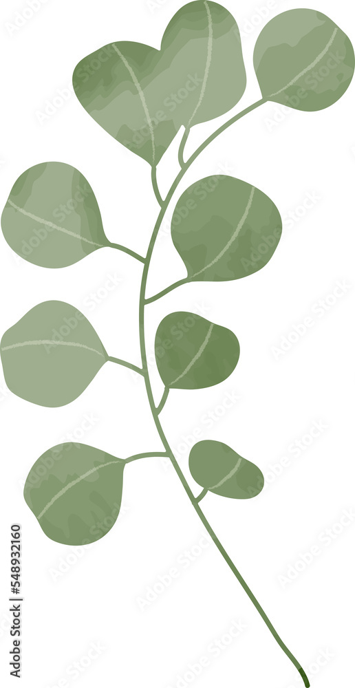 Watercolor eucalyptus leaf illustration