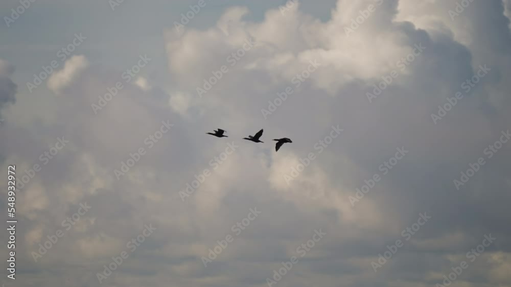 Wild geese in transit. Moody, relaxing, calm shot of wildlife. Wild geese in transit. Moody, relaxing, calm shot of wildlife.
