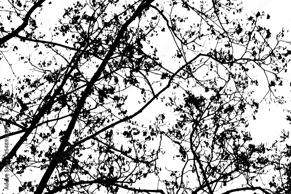 Obraz premium Tree branch silhouette on transparent background