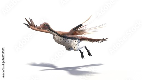 3D Rendered Animation of a flying Archaeopteryx photo