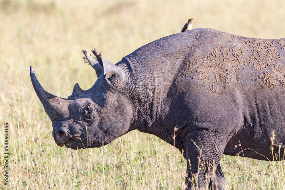 Obraz premium Big Black rhinoceros on the african savanna