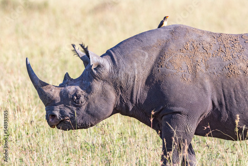 Big Black rhinoceros on the african savanna