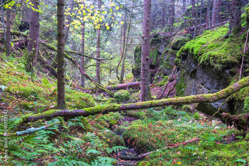 Quadro em tela Fallen trees in a ravine at the wilderness