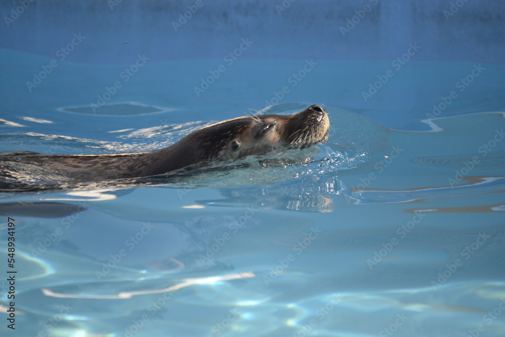 Obraz premium アシカ