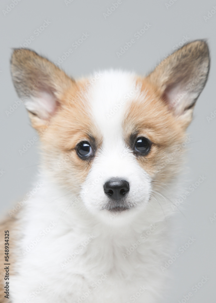 puppy puppy
