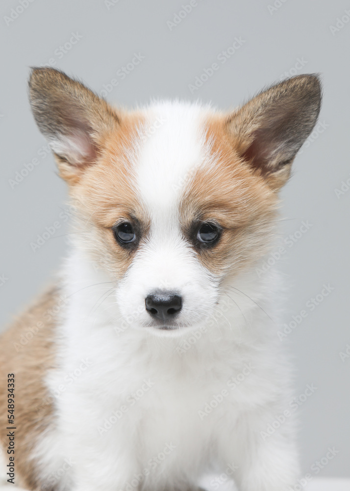 puppy puppy