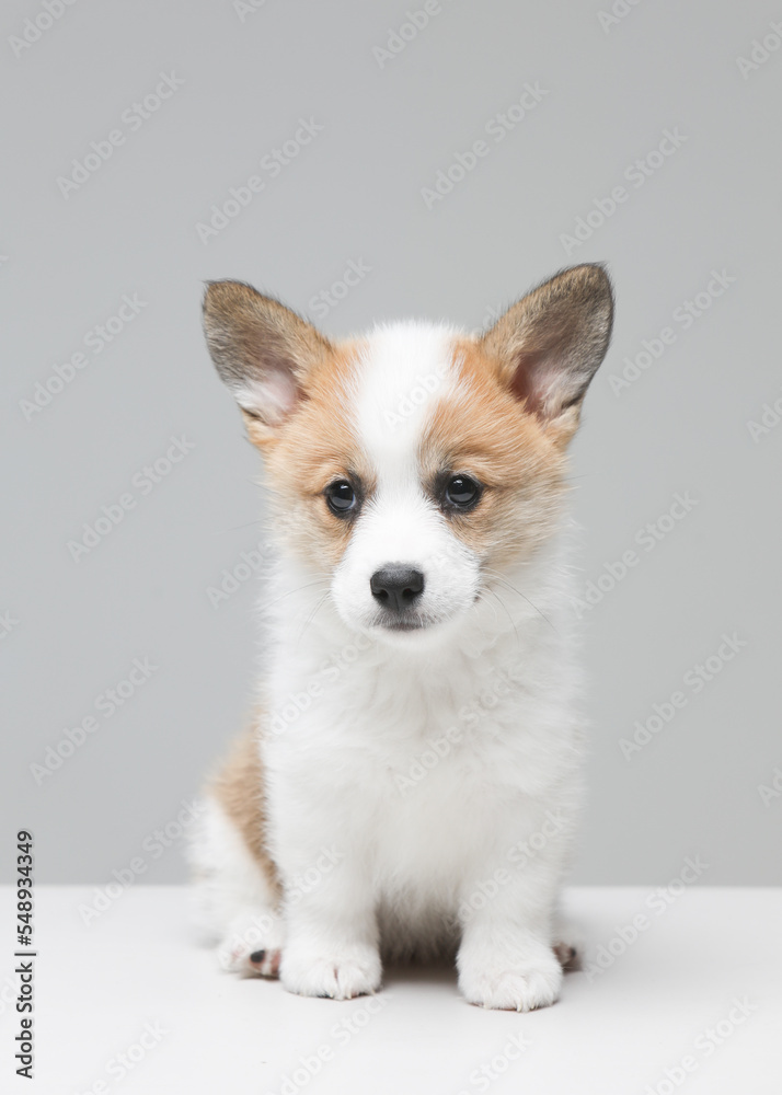 puppy puppy