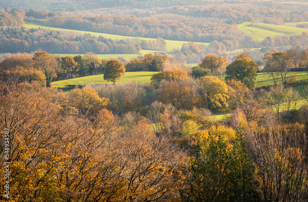 Ancient autumn woodland on the high weald near Silver Hill east Sussex south east England.