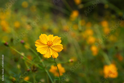 yellow flowers in the garden