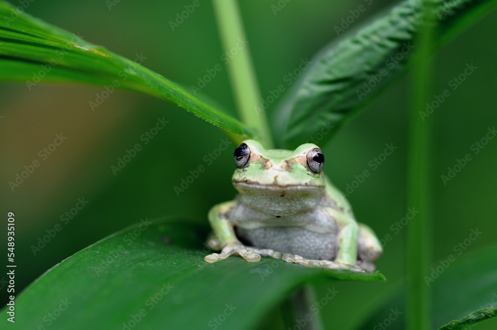 ニホンアマガエル