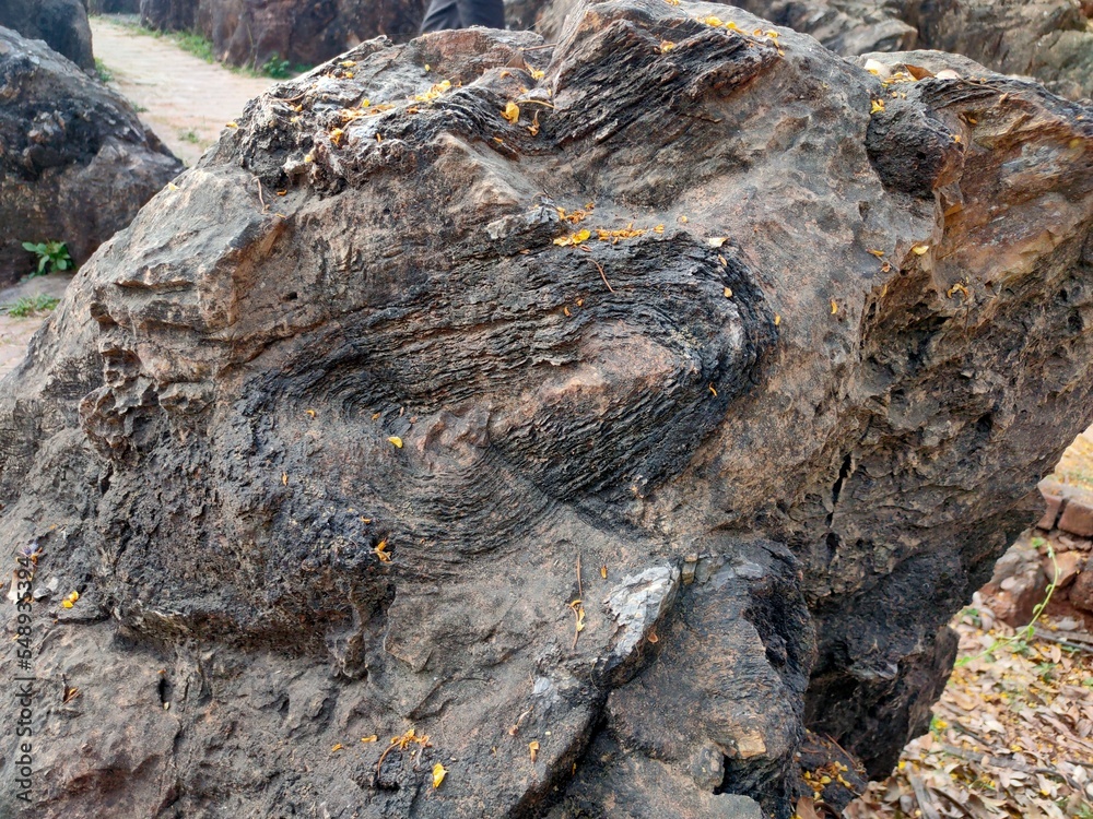 Naklejka premium The fossils in the park are estimated to be nearly 1.4 billion years old. The fossils appear as rings on the boulders and are scattered in Fossil rings on boulders in the park.
