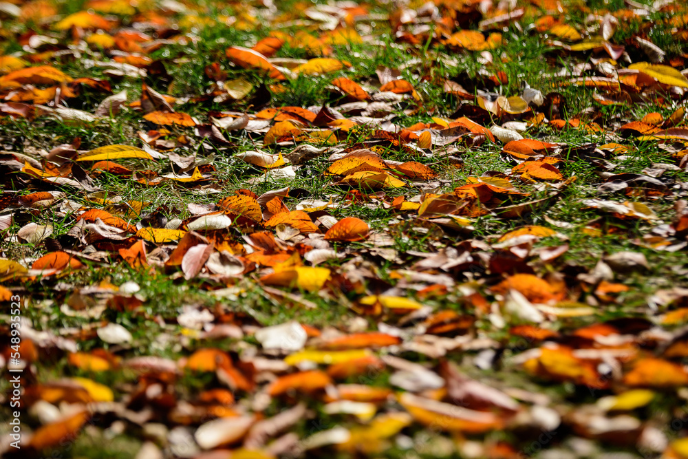 Minimalist monochrome background with many large red and orange leaves and small flowers on green grass in a park in a sunny autumn day. Minimalist monochrome background with many large red and orange leaves and small flowers on green grass in a park in a sunny autumn day.