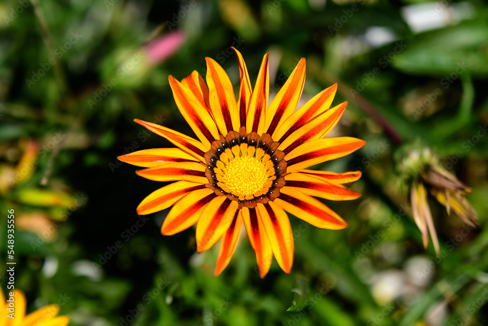 Top view of one vivid yellow and orange gazania flower and blurred green leaves in soft focus, in a garden in a sunny summer day, beautiful outdoor floral background. Top view of one vivid yellow and orange gazania flower and blurred green leaves in soft focus, in a garden in a sunny summer day, beautiful outdoor floral background.
