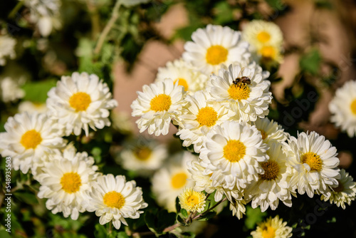 Many vivid yellow and white Chrysanthemum x morifolium flowers in a garden in a sunny autumn day  beautiful colorful outdoor background photographed with soft focus.