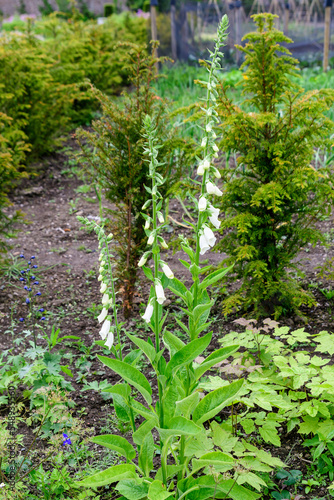 Close up of white flowers of Digitalis plant, commonly known as foxgloves, in full bloom and green grass in a sunny spring garden, beautiful outdoor floral background photographed with soft focus.