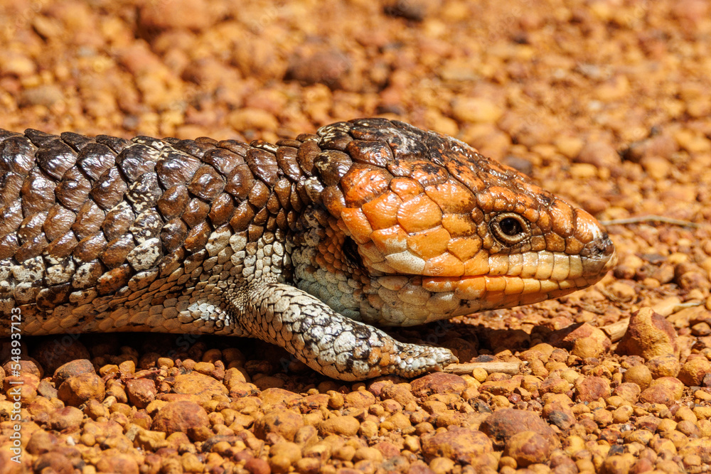 Shingle-backed Lizard in Western Australia Shingle-backed Lizard in Western Australia