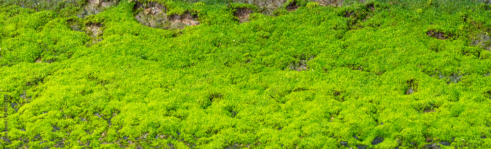 Close-up of beautiful green moss on close-up background. moss macro beautiful moss background for wallpaper
