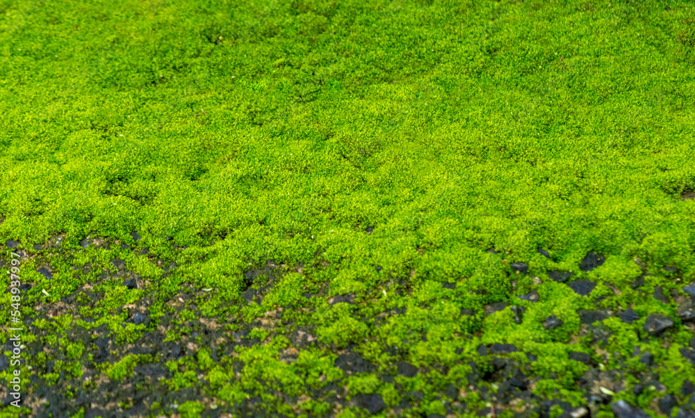 Close-up of beautiful green moss on close-up background. moss macro beautiful moss background for wallpaper Close-up of beautiful green moss on close-up background. moss macro beautiful moss background for wallpaper