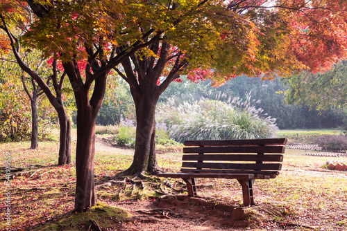 Fototapeta Naklejka Na Ścianę i Meble -  a bench under a tree in the park