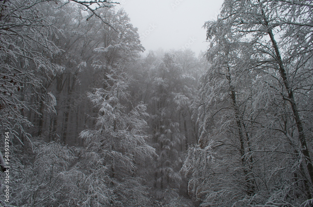 Obraz premium Cold and snowy winter road in the forest during snowstorm.