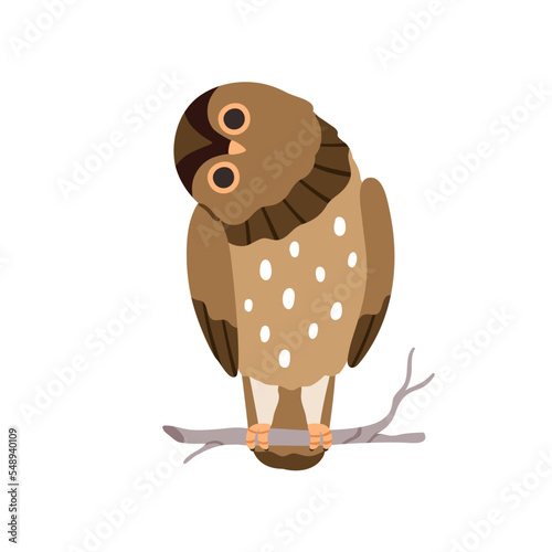 Cute funny owl with tilted leaned head. Amusing owlet sitting on tree branch,...