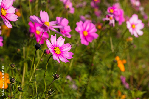 Field of cosmos flower